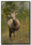 Big Horn, Jasper National Park