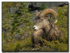 Big Horn Ram, Jasper National Park
