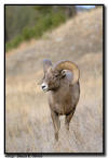 Big Horn Sheep, Custer State Park, SD