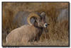 Big Horn Sheep, Custer State Park SD