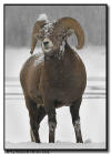 Big Horn Ram in a Snowstorm