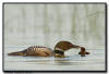 common loon feeding chick, Minnesota 