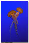 Sea Nettle Jelly Fish, Monterey, CA 