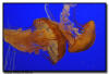 Sea Nettle Jelly Fish, Monterey, CA