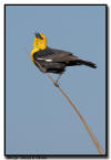 Yellow Headed Black Bird, Minnesota