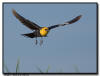 Yellow Headed Black Bird, Minnesota