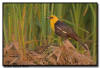 Yellow Headed Black Bird, Minnesota 