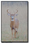Whitetail Buck, MN