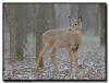 Whitetail Deer, Minnesota