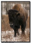 Bison in a Snowstorm