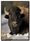 Bison Portrait Yellowstone National Park