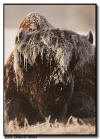 Bison Portrait Yellowstone National Park