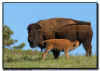 Bison Cow Nursing