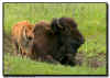 Bison Cow and Calf
