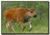 Bison Calf Running