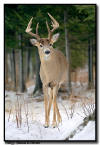 Whitetail Buck, Minnesota