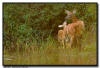 Whitetail Deer, MN