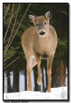Whitetail Deer, MN