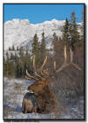 Resting Elk Bull in Jasper National Park
