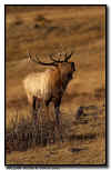 Elk Bull Bugling