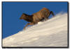 Elk Calf Running Down a Snowy Slope