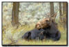 Moose Cow, Grand Teton National Park