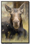 Moose Cow Portrait, Grand Teton National Park