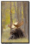  Bull Moose in fall colors, Grand Teton National Park