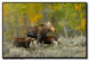 Moose Cow and twin calves, Grand Teton National Park