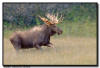 Running Bull Moose, Grand Teton National Park