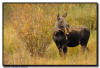 Moose Calf Browsing, Grand Teton National Park