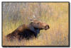 Moose Cow, Grand Teton National Park