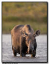 Moose Cow Browsing, Waterton National Park