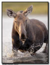 Moose Cow, Waterton Nataionl Park