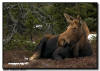 Moose Cow Resting
