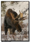 Browsing Moose Bull