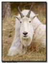 Mountain Goat Portrait, Mt Rushmore National Monument