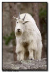 Mountain Goat, Mt Rushmore National Monument