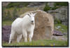 Mountain Goat, Glacier NP