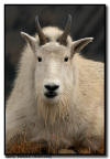 Mountain Goat Portrait