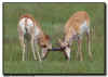 Sparring Prong Horned Antelopes