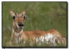 Prong Horned Antelope Doe