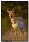 Prong Horned Antelope, Custer State Park, SD