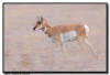Prong Horned Antelope, Custer State Park, SD