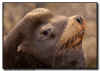 Sea Lion Bull Close Up