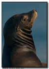 California Sea Lion Portrait