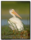 American White Pelican, MN