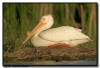 American White Pelican, MN
