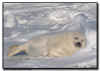Harp Seal Pup Sleeping