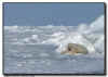 Harp Seal Environmental Image